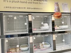 -翊宠yipet猫狗购宠庄园犬舍•猫舍