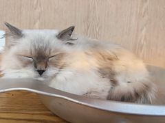 -MOCHA明星猫咖(田子坊店)