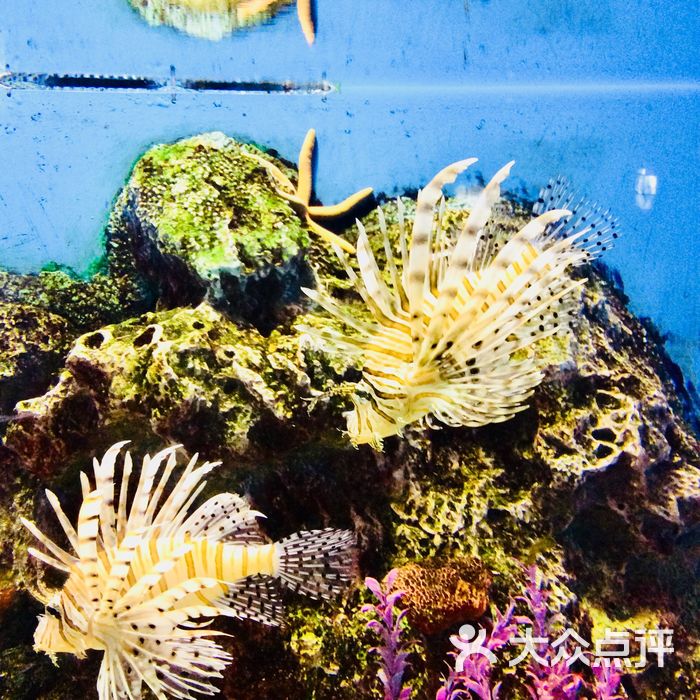老虎滩海洋公园珊瑚馆图片