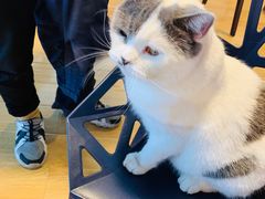 -Cappucimeow猫咪咖啡馆(韦伯时代店)