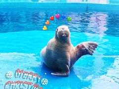 -华夏文旅海洋公园