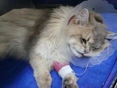 -佑安动物医院·全科·内窥镜中心(幸福巷店)