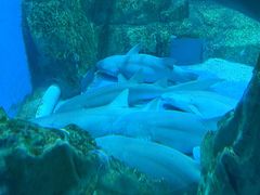 -海合安成都极地海洋公园