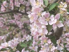 -海棠花溪(元大都城垣遗址公园)