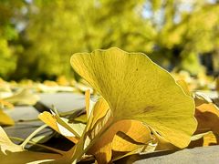 -三里屯东五街银杏大道
