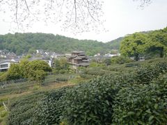 -龙井村