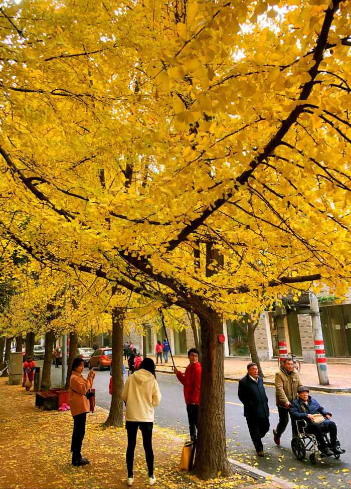 银杏广场-"新修的一个广场还是修了蛮久了目前好像在招.