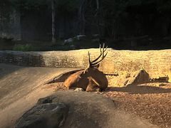 -清迈夜间动物园