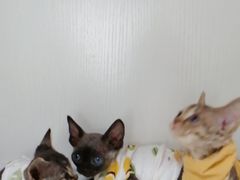 -Bastet sally猫舍购宠(静安店)