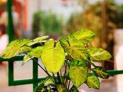 -Catch Bagel(芳草地店)