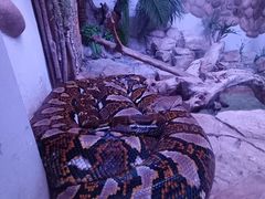 -北京野生动物园