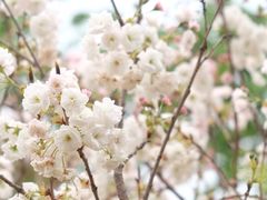 -天适樱花悠乐园