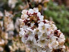 -樱桃山旅游景区