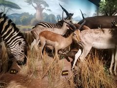 -陕西自然博物馆