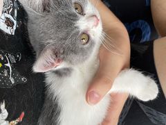 -lincat·猫舍(广州店)