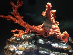 -绮丽珊瑚(台北101旗舰门市店)