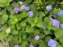 -重庆市江北嘴中央商务区中央公园