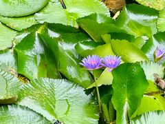 -曼听御花园