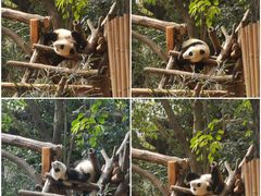 -成都大熊猫繁育研究基地