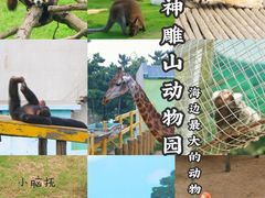 -西霞口神雕山野生动物世界