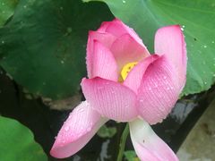 -玫瑰小镇