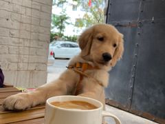 -大象厨房(重庆道店)