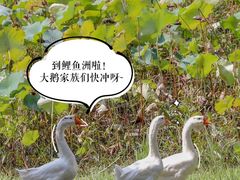 -福建鲤鱼洲酒店