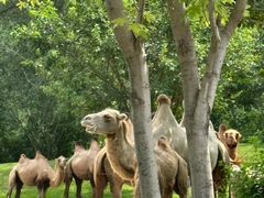-北京野生动物园