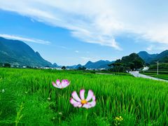 -万峰林风景区