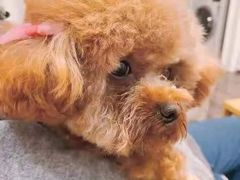 -佳怡动物医院·平价24小时·猫专科骨外科