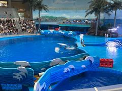 -海合安成都极地海洋公园