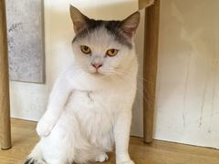 -猫咪派对(江南西店)