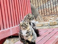 -北京西山国家森林公园