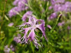 -白草畔自然风景区