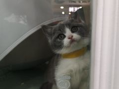 -糯米喵星人·撸猫猫舍咖啡馆(西市场嘉华店)