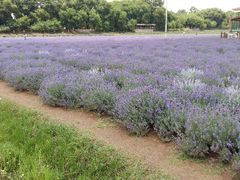 android_upload_pic-呈贡滇池生态湿地公园