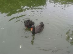 鸳鸯戏水-东莞市可园博物馆