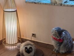 -楼上猫咖(罗湖店)