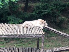 -青岛森林野生动物世界