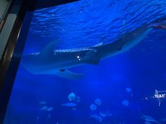 -烟台海昌鲸鲨海洋公园