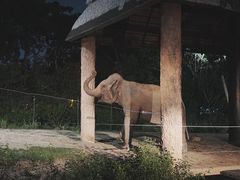 -清迈夜间动物园