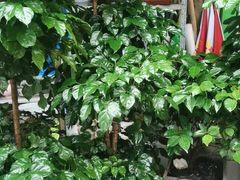 -亭亭鲜花店(中山北路店)