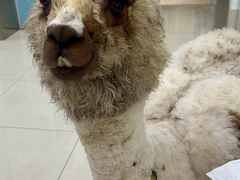 -北京观赏动物医院·24小时大型综合·猫专科·异宠专科