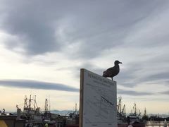 -Steveston Pizza Company (Richmond)