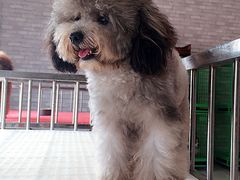 -皇家名犬舍