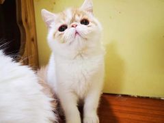 -70cat德文卷毛猫·缅因猫纯种猫舍