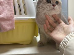 -美联众合宠物医院·爱萌分院·内外科·猫科中心