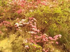 -木兰云雾山