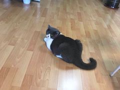 课外活动-猫音日语留学培训