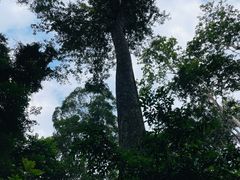 -西双版纳原始森林公园